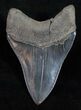 Stunning Fossil Megalodon Tooth - Sharp #12008-2
